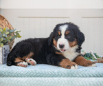 Small Photo #20 Bernese Mountain Dog Puppy For Sale in BIRD IN HAND, PA, USA