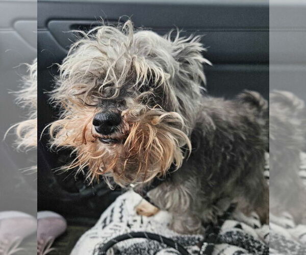 Medium Photo #6 Mutt Puppy For Sale in Farmington, MN, USA