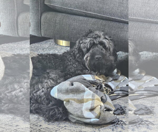 Medium Photo #5 Goldendoodle (Miniature) Puppy For Sale in Crystal, MN, USA