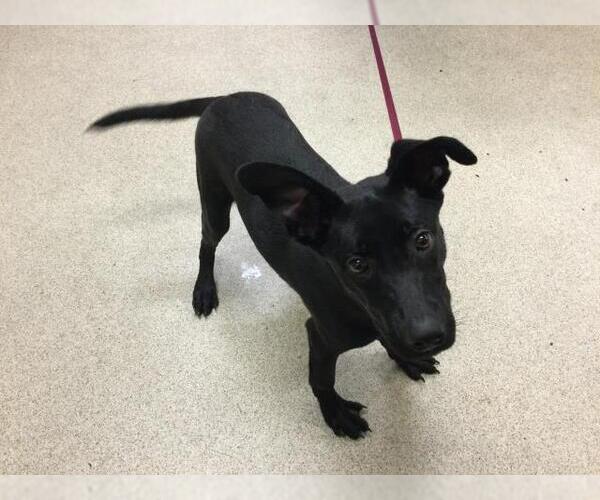 Medium Photo #1 German Shepherd Dog-Unknown Mix Puppy For Sale in Riverside, CA, USA