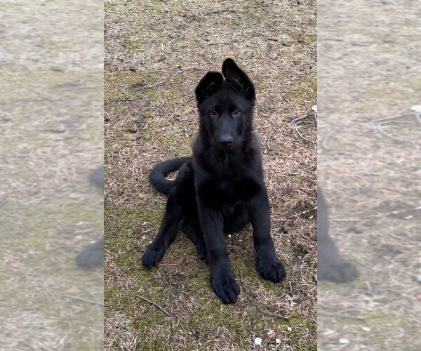 Medium Photo #1 German Shepherd Dog Puppy For Sale in Brewster, NY, USA