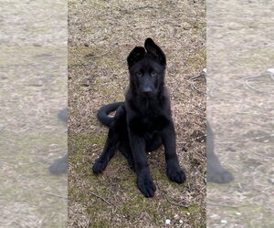 German Shepherd Dog Dogs for adoption in Brewster, NY, USA