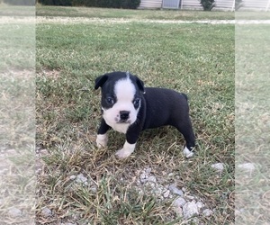 Boston Terrier Puppy for Sale in FREDONIA, Kansas USA