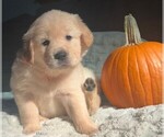 Puppy Peach girl Golden Retriever