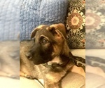 Small Photo #32 German Shepherd Dog Puppy For Sale in HAMILTON, NJ, USA