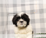Small Shih Tzu