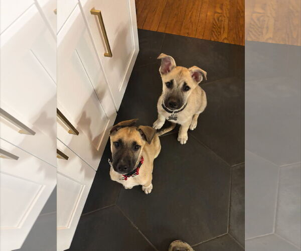 Medium Photo #5 Mutt Puppy For Sale in Holly Springs, NC, USA