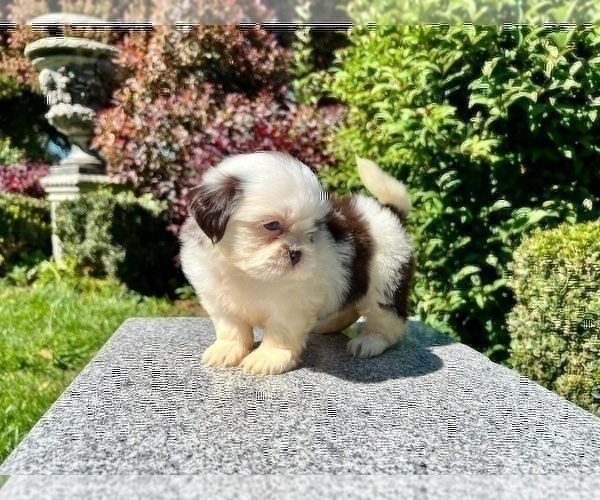 Medium Photo #7 Shih Tzu Puppy For Sale in HAYWARD, CA, USA