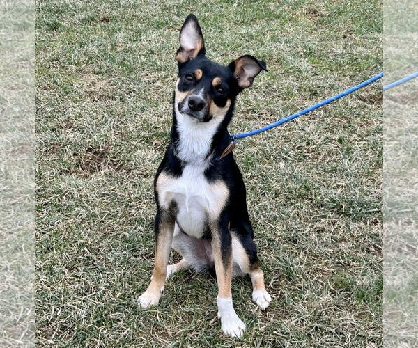 Medium Photo #5 Jack-Rat Terrier Puppy For Sale in Batavia, OH, USA