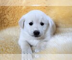 Small Photo #5 Labrador Retriever-Samoyed Mix Puppy For Sale in SUGAR CITY, ID, USA