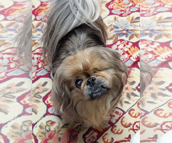 Medium Photo #6 Pekingese Puppy For Sale in Greensboro, NC, USA
