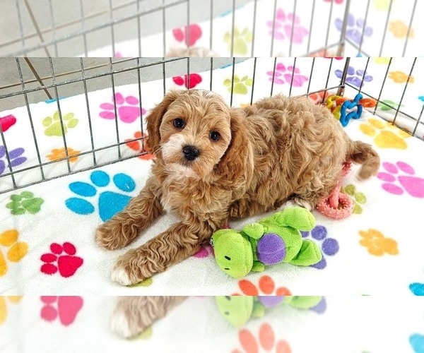 Medium Photo #4 Cavapoo (Miniature)-Poodle (Toy) Mix Puppy For Sale in ORO VALLEY, AZ, USA