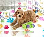 Small #3 Cavapoo (Miniature)-Poodle (Toy) Mix