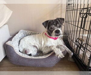 Spotty - Male Mutt Dog for Adoption - Photo #3