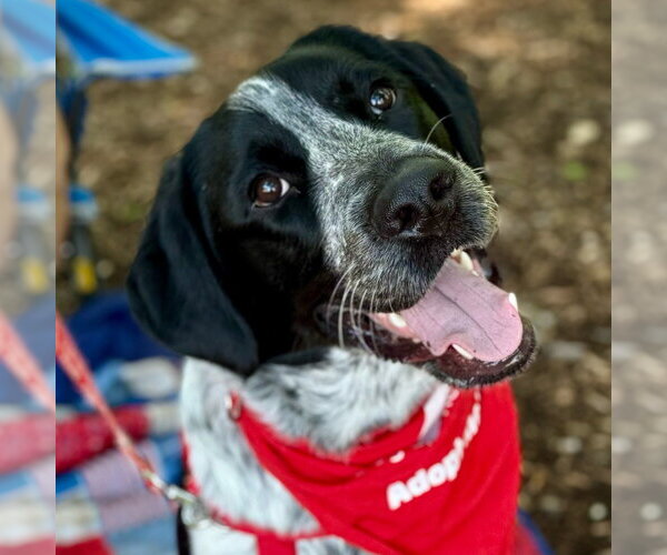 Medium Photo #5 German Shorthaired Pointer-Unknown Mix Puppy For Sale in Canton, CT, USA