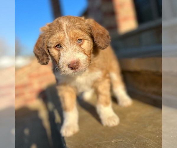 Medium Photo #3 Bordoodle Puppy For Sale in LONDON, AR, USA