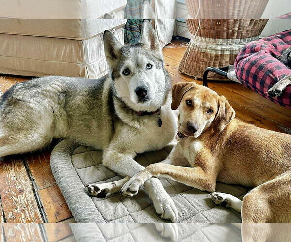 Medium Photo #2 Golden Retriever-Greyhound Mix Puppy For Sale in Middlesex, VT, USA