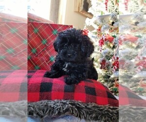 Poodle (Toy)-Yorkshire Terrier Mix Puppy for sale in Victoria, British Columbia, Canada