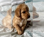 Small Photo #14 Goldendoodle (Miniature) Puppy For Sale in PENSACOLA, FL, USA