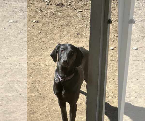 Medium Photo #2 Doberman Pinscher-Weimaraner Mix Puppy For Sale in Aurora, OH, USA