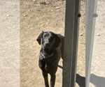 Small #1 Doberman Pinscher-Weimaraner Mix