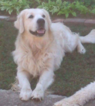 Small Photo #1 Goldendoodle Puppy For Sale in LOCUST GROVE, GA, USA