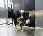Small #2 Bullboxer Pit
