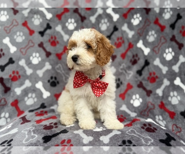 Medium Photo #4 Cockapoo (Miniature) Puppy For Sale in LAKELAND, FL, USA