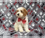 Small #3 Cockapoo (Miniature)