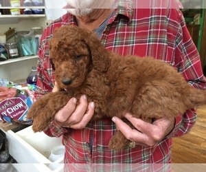 Goldendoodle Puppy for sale in HASTINGS, MI, USA