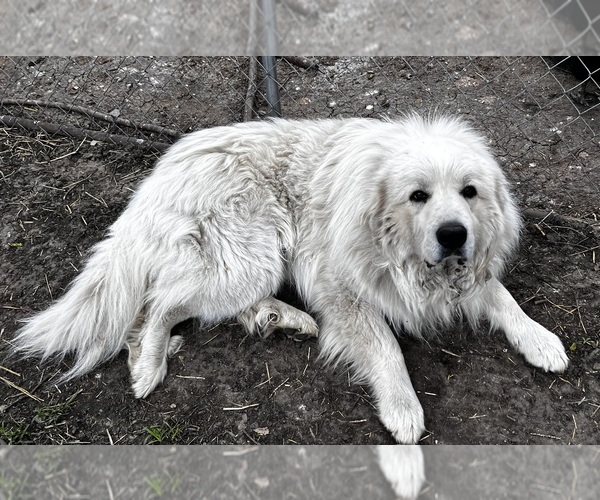 Medium Photo #1 Great Pyrenees Puppy For Sale in CHRISMAN, IL, USA