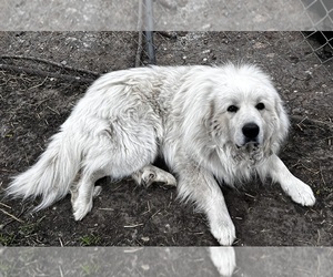 Father of the Great Pyrenees puppies born on 03/20/2025