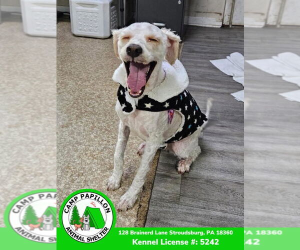 Medium Photo #2 Poochon Puppy For Sale in Stroudsburg, PA, USA