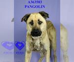 Small #1 German Shepherd Dog Mix