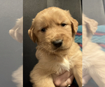 Puppy Green Golden Retriever