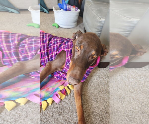 Medium Photo #3 Doberman Pinscher Puppy For Sale in Buffalo, MN, USA
