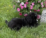 Small #4 Bernese Mountain Dog