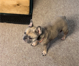Mother of the French Bulldog puppies born on 04/26/2025