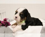 Small #2 Bernese Mountain Dog-Cavalier King Charles Spaniel Mix