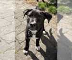 Small Catahoula Leopard Dog Mix