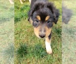 Small #1 Australian Shepherd
