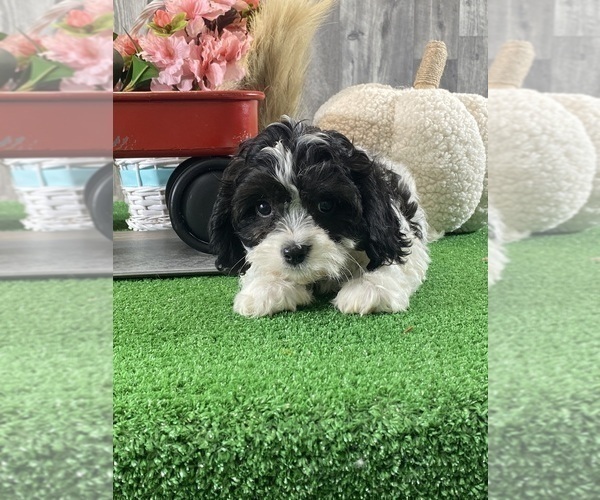 Medium Photo #5 Cavachon Puppy For Sale in CANOGA, NY, USA