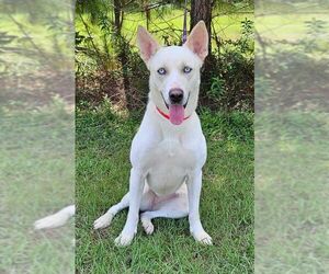 Huskies -Unknown Mix Dogs for adoption in Coldwater, MI, USA