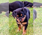 Small Photo #5 Rottweiler Puppy For Sale in PELHAM, GA, USA