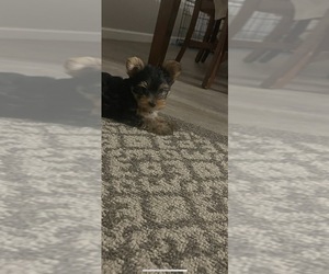 Yorkshire Terrier Puppy for Sale in LAVEEN, Arizona USA