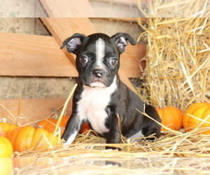 Boston Terrier Puppy for sale in SHILOH, OH, USA