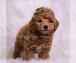 Small #2 Poodle (Miniature)