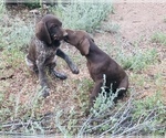 Small Photo #42 German Shorthaired Pointer Puppy For Sale in DENVER, CO, USA