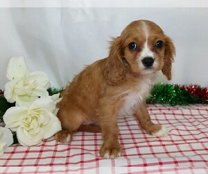 Cavalier King Charles Spaniel Puppy for sale in FREDERICKSBG, OH, USA