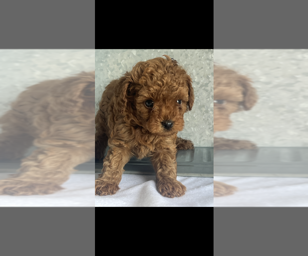 Medium Photo #2 Poodle (Toy) Puppy For Sale in NILES, MI, USA